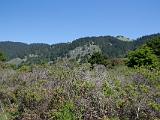 Mt Tamalpais SP 08